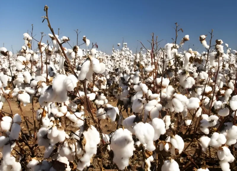 Cotton-producing areas in Hefei, Anhui Province